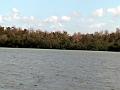 25 - Mangrove 001